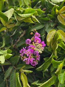 Beautiful blooming flower of Lagerstroemia speciosa, commonly known as giant crepe-myrtle, queen&rsquo;s crepe-myrtle, banab&aacute;, pride of India, or jarul. The vibrant petals and lush natural setting