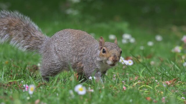 Grey Squirrel (Sciurus carolinensis) searching for food on a lawn. May, Kent, UK [Slow motion x4]