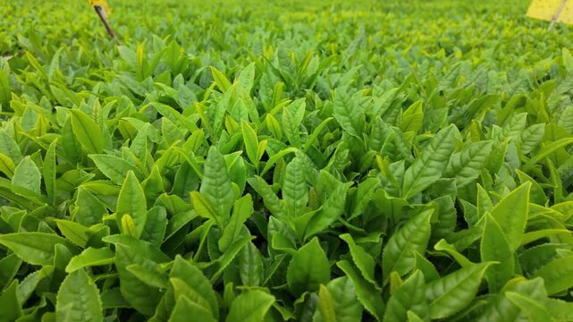 Close up of tender green tea leaves