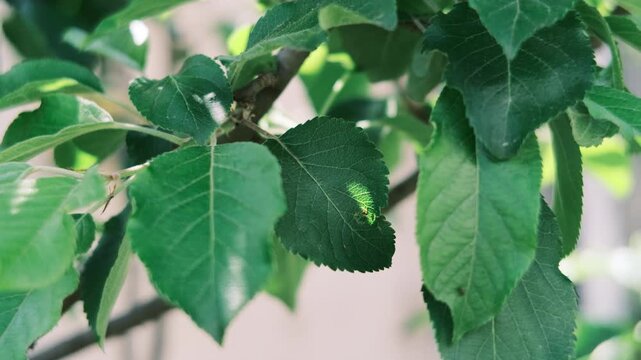 Lush green spring leaves on tree branches with a beautiful play of sunlight and shadows. This is high-quality footage in high resolution with a good bitrate, perfect for nature backgrounds.