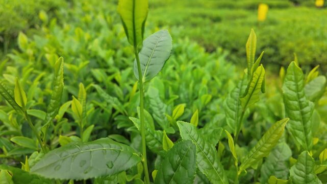 Close up of tender green tea leaves