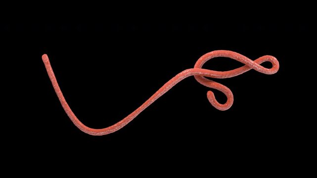 Ebola Virus 3D Rotating Animation on a Transparent Background. 4K 