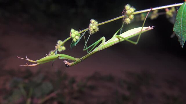 Black-eyed mantis in coastal forest, mangoes of the Andaman Sea, Thailand