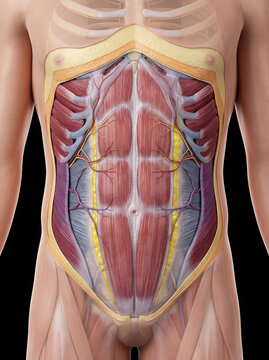 Human abdominal wall anatomy: anterior view revealing rectus abdominis, external oblique, internal oblique, and transversus abdominis muscles with nerves and blood vessels, on black background.