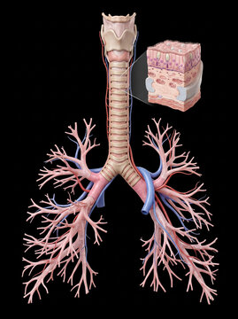 Human trachea and bronchial tree with pulmonary vessels, showing detailed cross-section of tracheal wall with pseudostratified ciliated columnar epithelium, goblet cells, and cartilage rings, on black