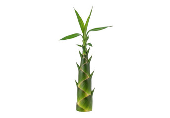 Fototapeta premium A fresh green bamboo shoot with small leaves sprouting upwards isolated transparent png.