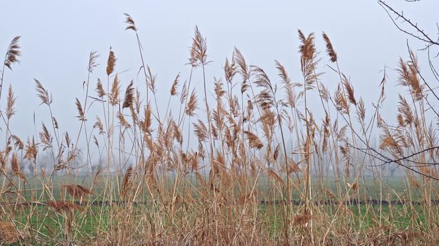 Dry reed stems waving in wind near rural field under cloudy sky. Static outdoor countryside scene with tall grass and overcast weather.