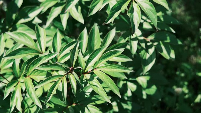 Lush green spring leaves on tree branches with a beautiful play of sunlight and shadows. This is high-quality footage in high resolution with a good bitrate, perfect for nature backgrounds.