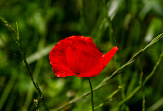 Papaver rhoeas, with common names including common poppy, corn poppy, corn rose, field poppy, Flanders poppy, red poppy, and Odai, is an annual herbaceous species of flowering plant in the poppy famil