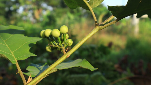 Young turkey berry or mini-eggplant (Solanum torvum) fruit is round in shape and grows in green clusters