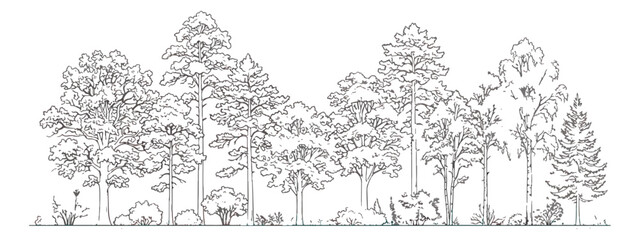 Minimalist forest line art vector, hand drawn woodland trees sketch, black and white coniferous and deciduous tree panorama for landscape design © Chaudhary
