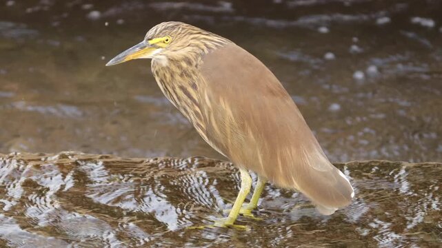 Indian Pond Heron standing in shallow river water, close up wildlife photography. Indian Pond Heron or Paddy bird foraging for prey in a flowing stream. (Ardeola grayii) in non-breeding plumage
