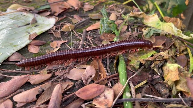 Macro shot of a large millipede walking over forest floor debris