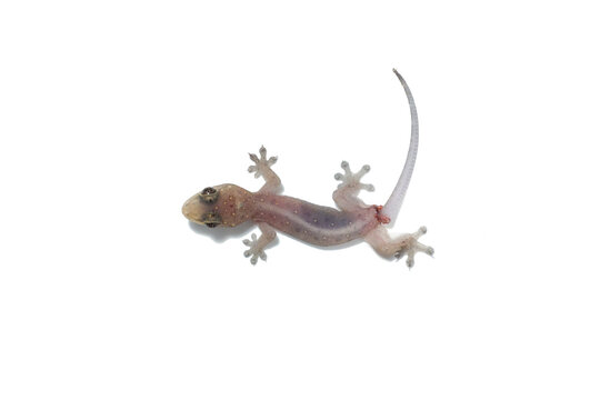 House gecko showing caudal autotomy with a detached wiggling tail isolated on white background. Common house gecko (Hemidactylus frenatus) losing its tail as a defense mechanism against predators.