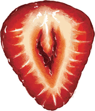 longitudinal section of a strawberry hand drawn illustration oil pastel