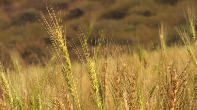Golden Wheat Field in Evening Sunlight. Close-Up of Ripe Wheat Ears. Barley Crop Growing in the Countryside. Wheat Stalks in Agricultural Field. Warm Sunbeams on Summer Grain. Cereal Before Harvest