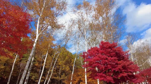真紅の紅葉と青空と白樺