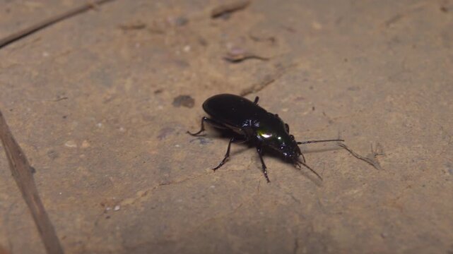 Beautiful copper-gold ground beetle Carabus in the coastal forest of Thailand