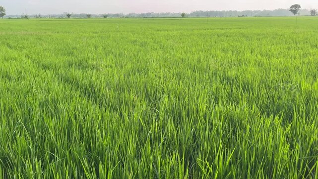 Vibrant green paddy field blowing in the wind under bright daylight
