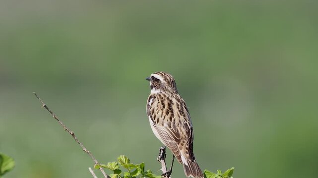 Female whinchat (Saxicola rubetra) close up on the branch