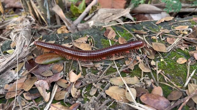 Giant millipede crawling on mossy rock and dry autumn leaves