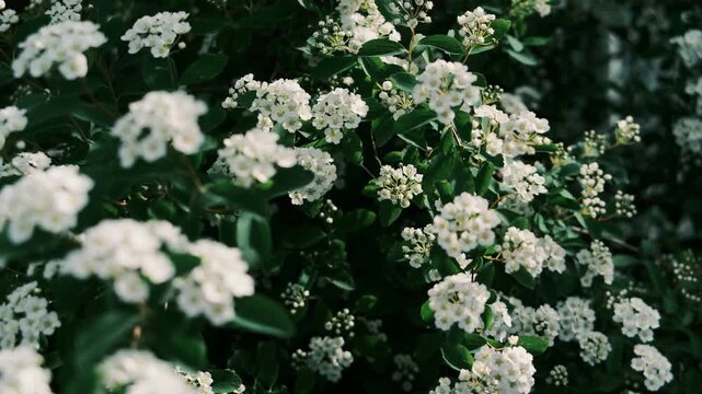 A large green bush fully covered in beautiful white flowers, known as bridal wreath spirea. This is high-quality footage in high resolution with a good bitrate, ideal for garden and spring themes.