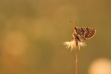 una farfalla melitaea su un fiore di dente di leone al tramonto © Simona
