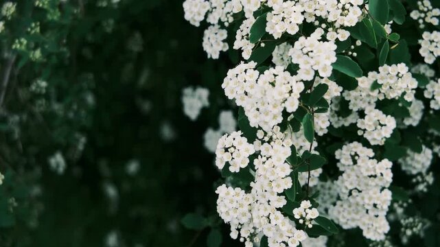 A large green bush fully covered in beautiful white flowers, known as bridal wreath spirea. This is high-quality footage in high resolution with a good bitrate, ideal for garden and spring themes.