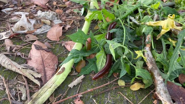 Macro shot of a millipede exotic invertebrate walking in the wild