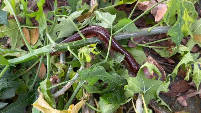 Asian giant millipede crawling on green leaves and forest litter