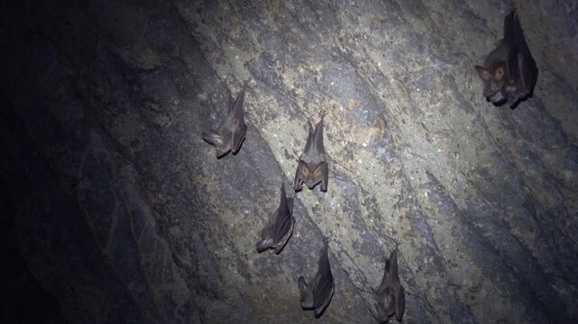 Probably lesser false vampire bat (Megaderma spasma) in a grotto in the mountainous regions of northern Thailand.