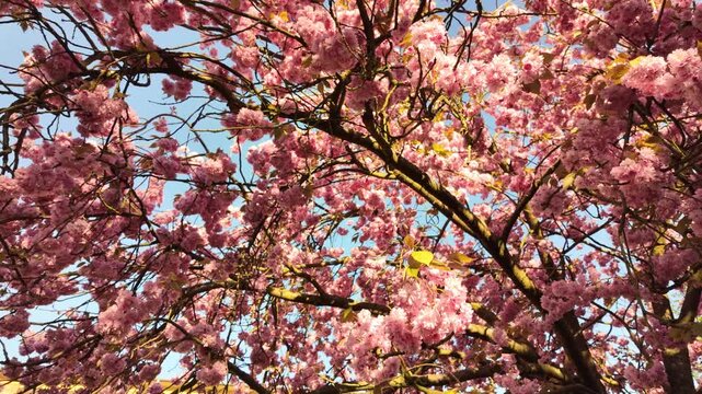 A detailed view showcasing dense clusters of vibrant pink cherry blossoms covering the branches of a tree. The delicate, multi-layered petals create a lush, textured display against the bright spring 