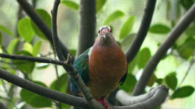 Colorful tropical fruit dove with iridescent green wings, orange-breasted, pink head red eye ring perched on tree branch inside Edward Youde Aviary Hong Kong Park