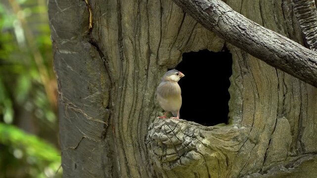 Java sparrow Lonchura oryzivora perched at wooden tree hollow nest entrance peeking from cavity inside lush tropical Edward Youde Aviary Hong Kong Park wildlife scene