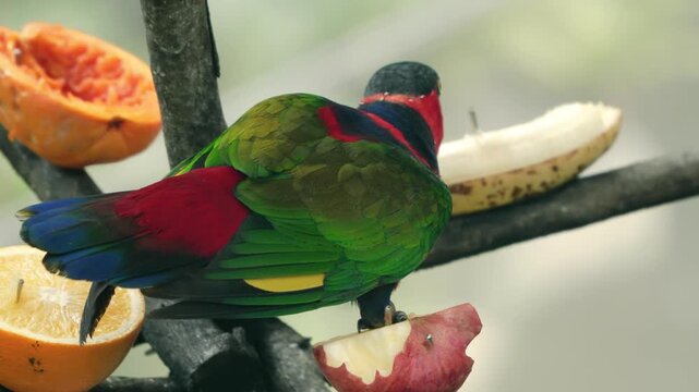 Colorful Black-capped Lory with red body and black crown eating apple and banana on fruit feeder at Edward Youde Aviary