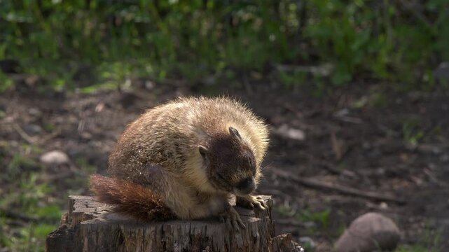 Itchy little marmot scratches fur while sitting on tree stump, close-up