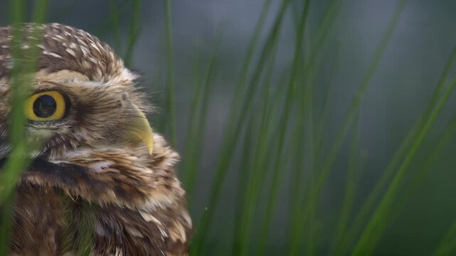 Profile close up view of Burrowing owl looking across frame, copy space