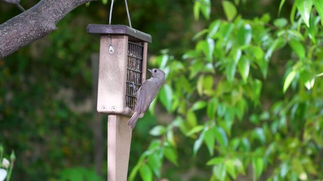 An Oak Titmouse feeds at a backyard suet feeder in California.