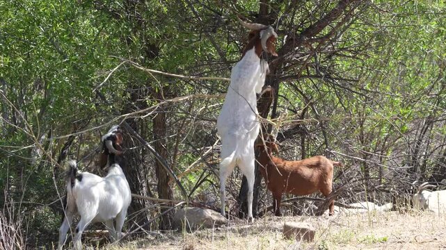 Sheep and Goats are used ahead of fire season in California to reduce vegetation.