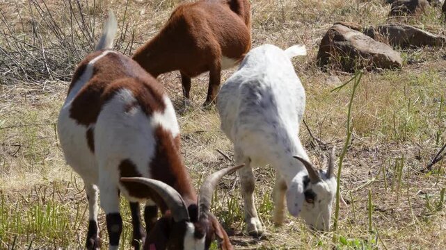 Sheep and Goats are used ahead of fire season in California to reduce vegetation.
