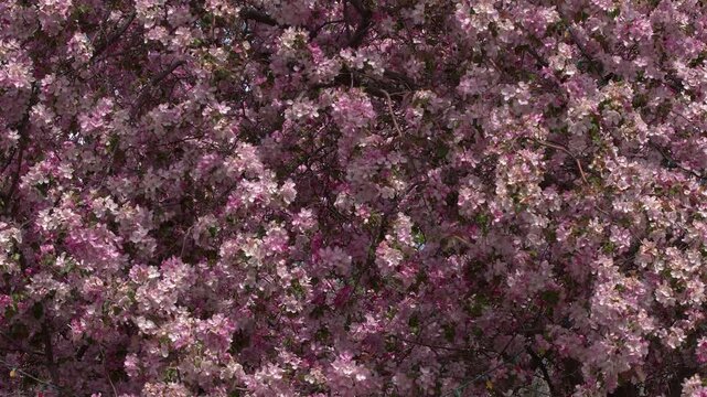 Nature background: Pink apple tree blossoms on sunny spring day