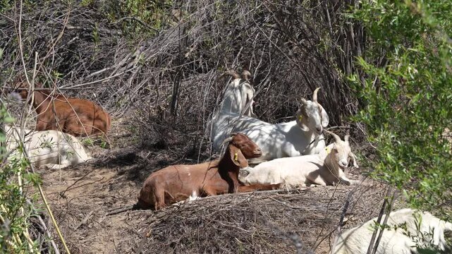 Sheep and Goats are used ahead of fire season in California to reduce vegetation.