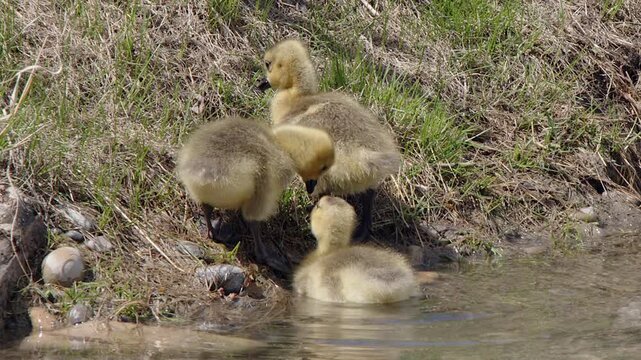 Fuzzy, chubby, yellow baby goslings feed on green grass at pond shore
