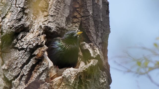 Through foreground foliage, Starling preens outside of tree hole nest