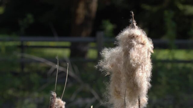 Cottony cattail fluff blows in gentle breeze at wetland on sunny day