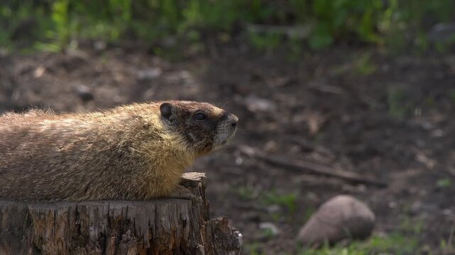 Closeup Yellow-bellied marmot looks out of frame with copy space