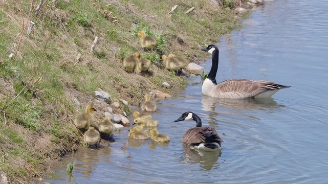 Goose parents keep close watch on fluffy little goslings at pond shore