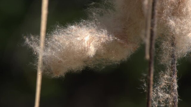 Close-up cottony bulrush seed fluff blowing gently in slight breeze