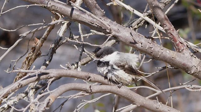 Messy plumage as fledgling chickadee bird moults black, white feathers