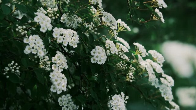 A large green bush fully covered in beautiful white flowers, known as bridal wreath spirea. This is high-quality footage in high resolution with a good bitrate, ideal for garden and spring themes.